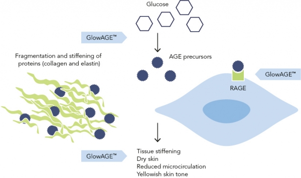 GlowAGE_Tissue_Stiffening_and_Yellowing_of_the_Skin