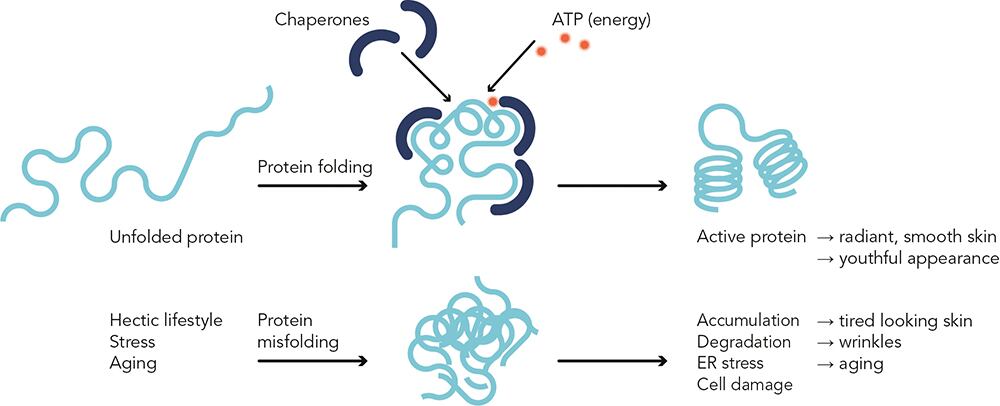 IceAwake_Protein_Folding_in_the_Endoplasmic_Reticulum.jpg