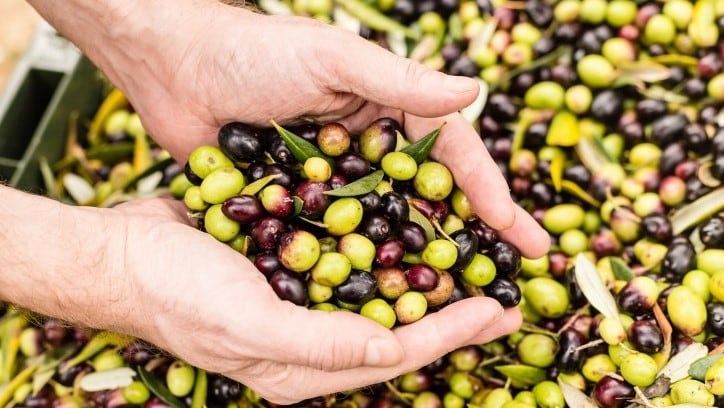 Beauty-Broadcast-Australian-olive-oil-producers-urged-to-upcycle-pomace-for-cosmetics-as-health-wellness-interests-surge.jpg