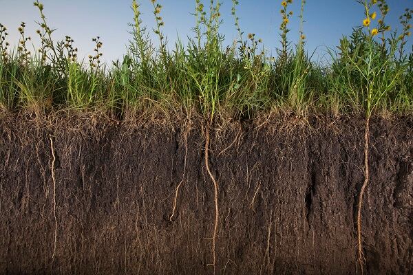 What-does-soil-health-have-to-do-with-the-Cosmetics-Industry.jpg