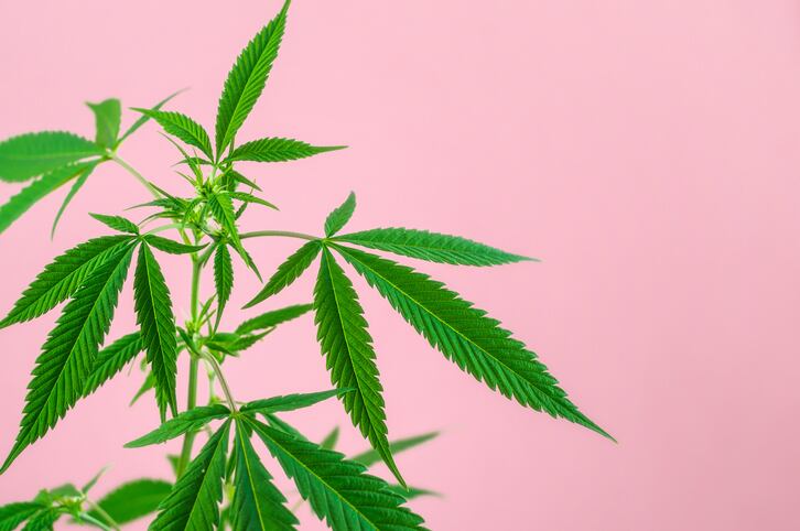 hemp_cannabis_CBD_plant_sourcing_extract_beauty_Cosmetics.jpg
