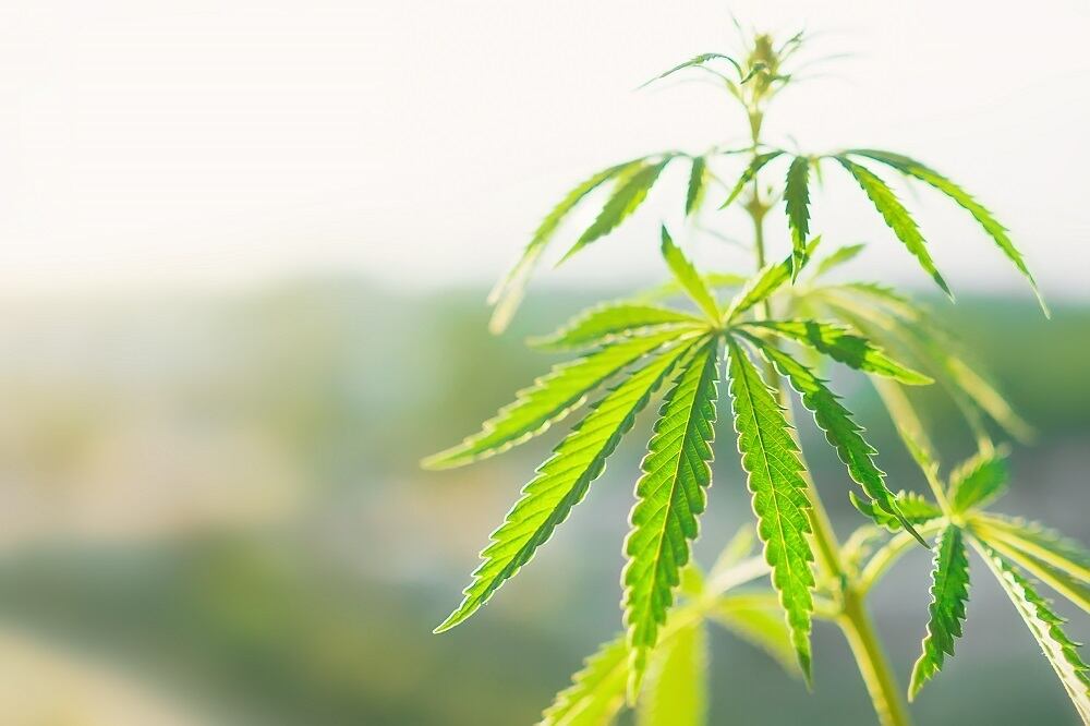 Kline study throws light on the huge potential of CBD beauty