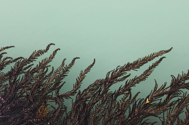 Algae-has-a-big-role-in-the-future-of-global-beauty.jpg