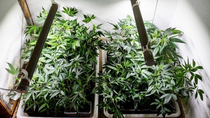 Poor public perception remains biggest hurdle for CBD cosmetics in South Korea – expert