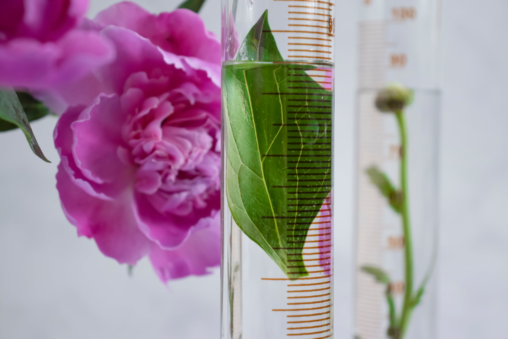 Thai researchers develop nano-emulsions with magenta plant extract for anti-ageing