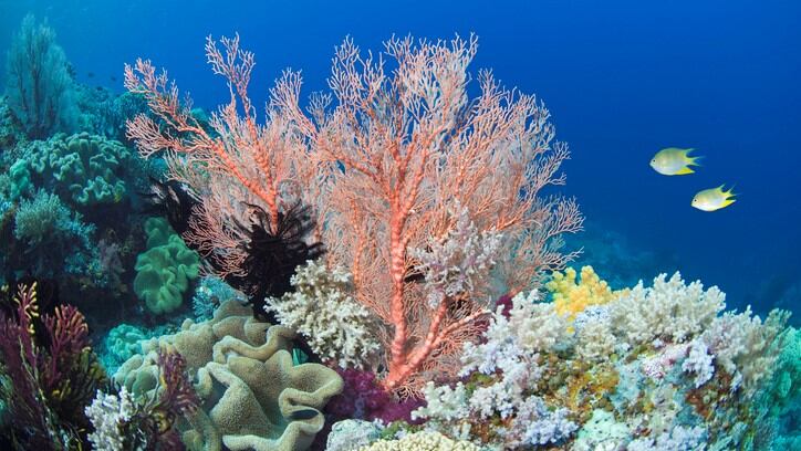 Safety overkill? How the rise of 'coral safe' sunscreen could hinder future formulations