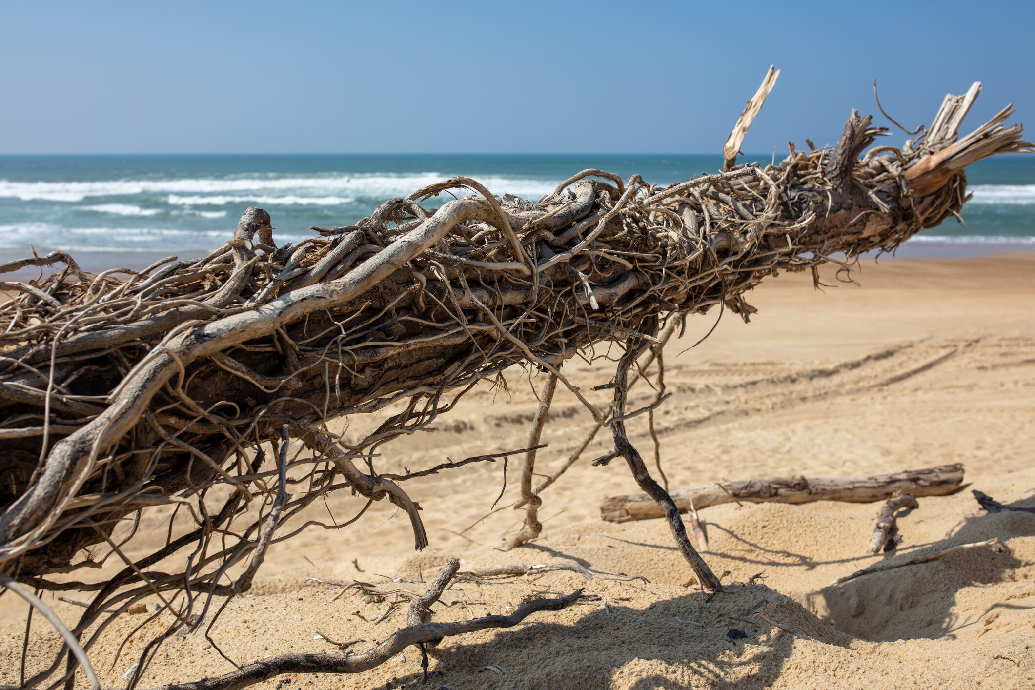 Cellulite, maritime bark