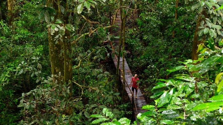 Rainforest herb advocate: VNI Scientific eyes huge cosmetic potential in the rainforests of Malaysia