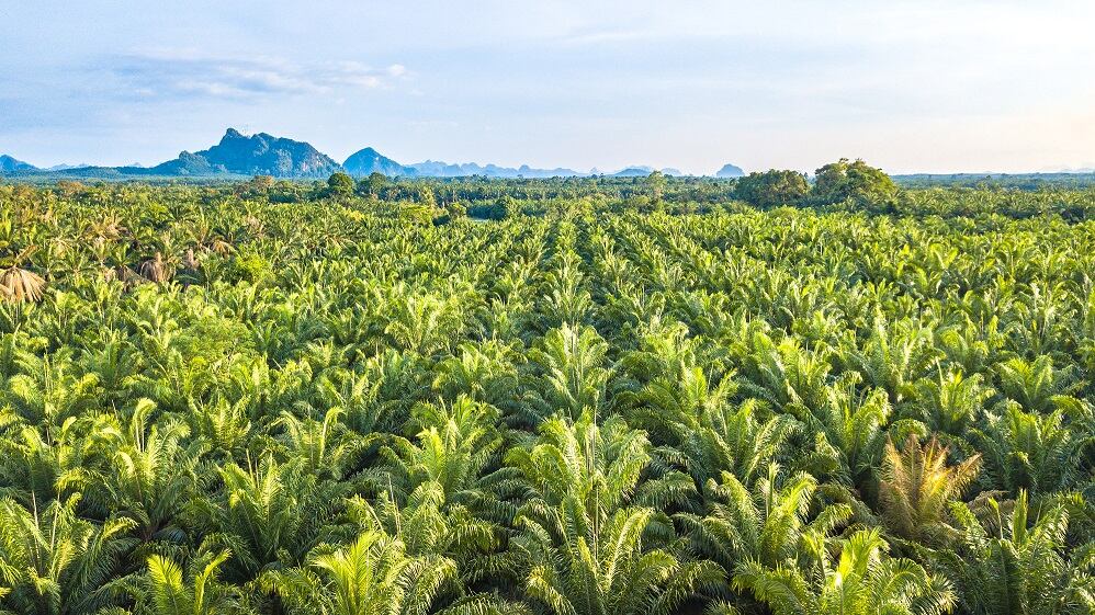 Malaysian retailer gearing up to ban ‘anti-palm oil’ cosmetics from supermarkets