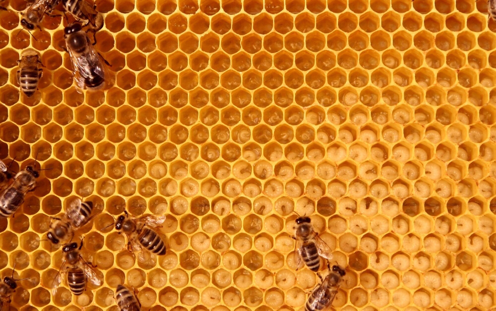 Koster-Keunen-The-Bee-Story-highlights-sustainability-commitment.jpg