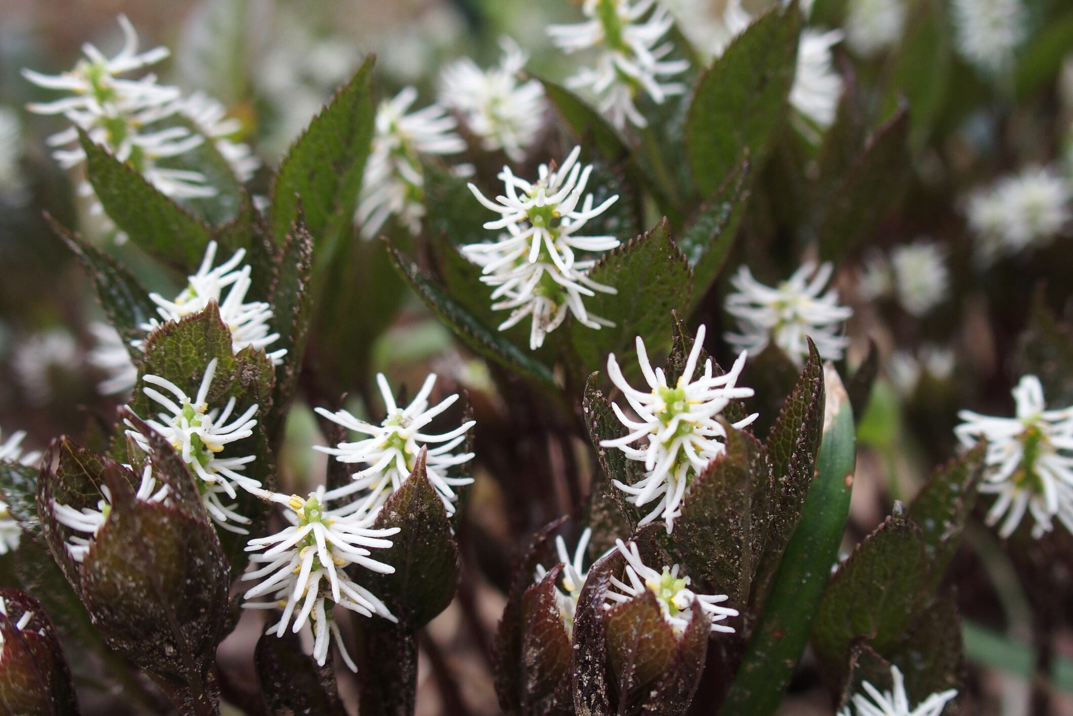 Close-up photo of Chloranthus quadrifolius