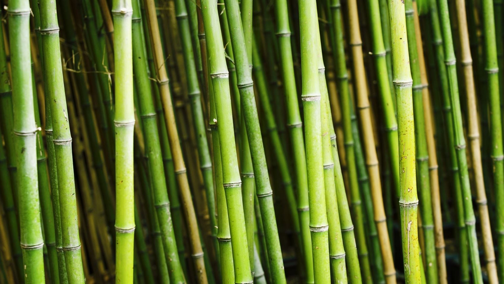 P. acnes inhibitor: Bamboo vinegar found to have similar properties to lauric, azelaic acid