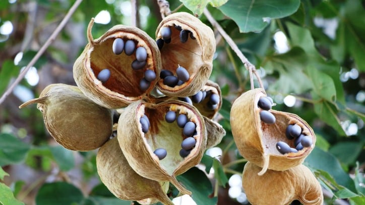 Beauty in baobab: Super oil from Africa poised to go mainstream in Asia
