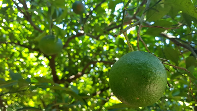 South-Korean-cosmetics-firm-to-accelerate-functional-application-of-antioxidant-rich-Jeju-green-tangerine.jpg