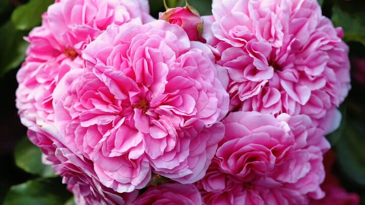 Not just another rose extract: Ashland’s targets luxury market with high-performing Rosaliss