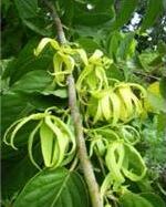 Ylang-Ylang.png