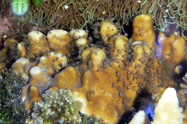 Seven-sunscreen-ingredients-don-t-harm-corals.jpg