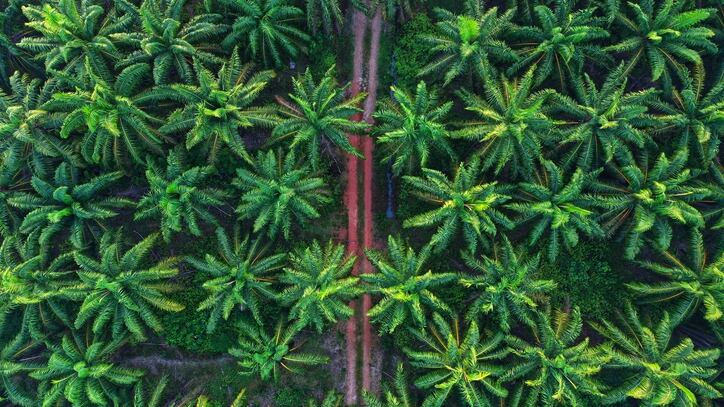 Kao-joins-Genomatica-venture-to-scale-palm-oil-alternatives.jpg