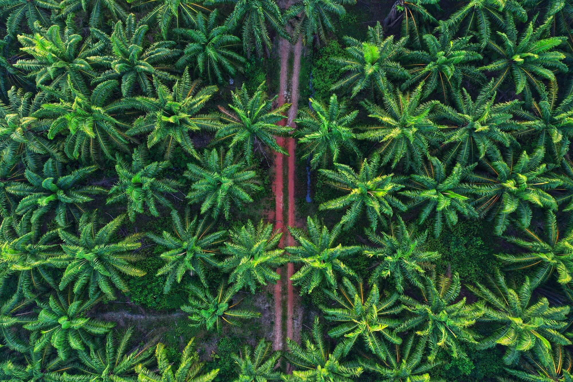 Sustainable-palm-oil-BASF-on-RSPO-membership-supply-chain-traceability-more.jpg