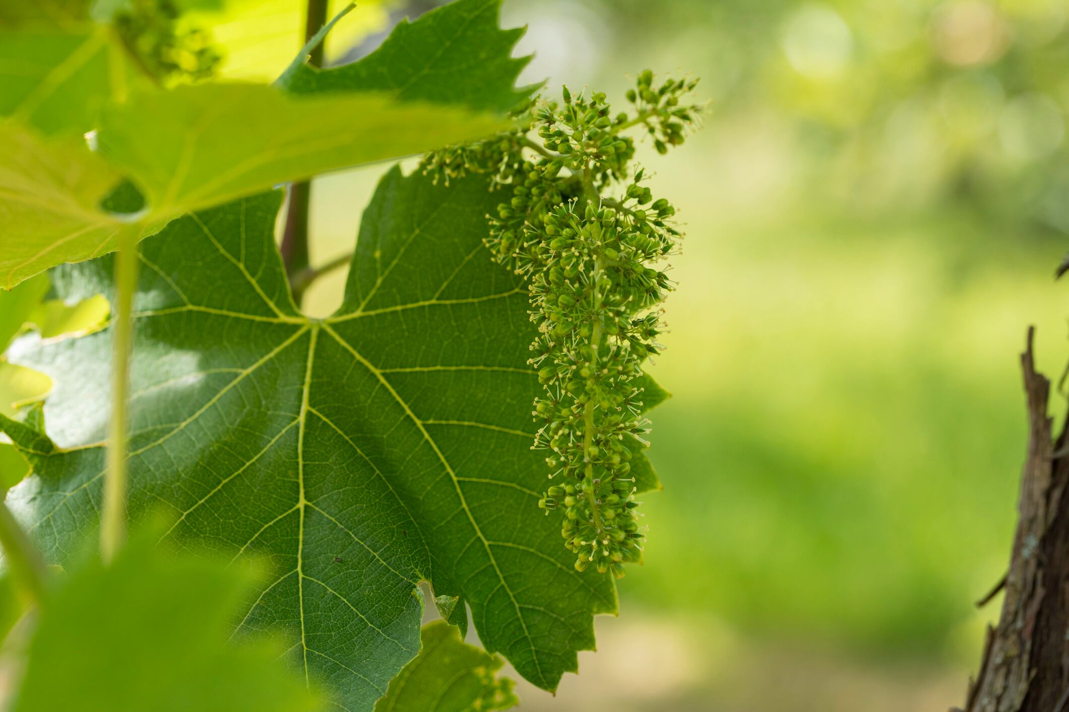 Grapevine Blossom Cluster