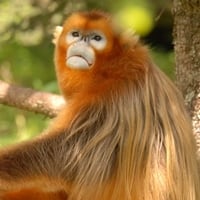 Golden-snub-nosed-monkey200pix.jpg
