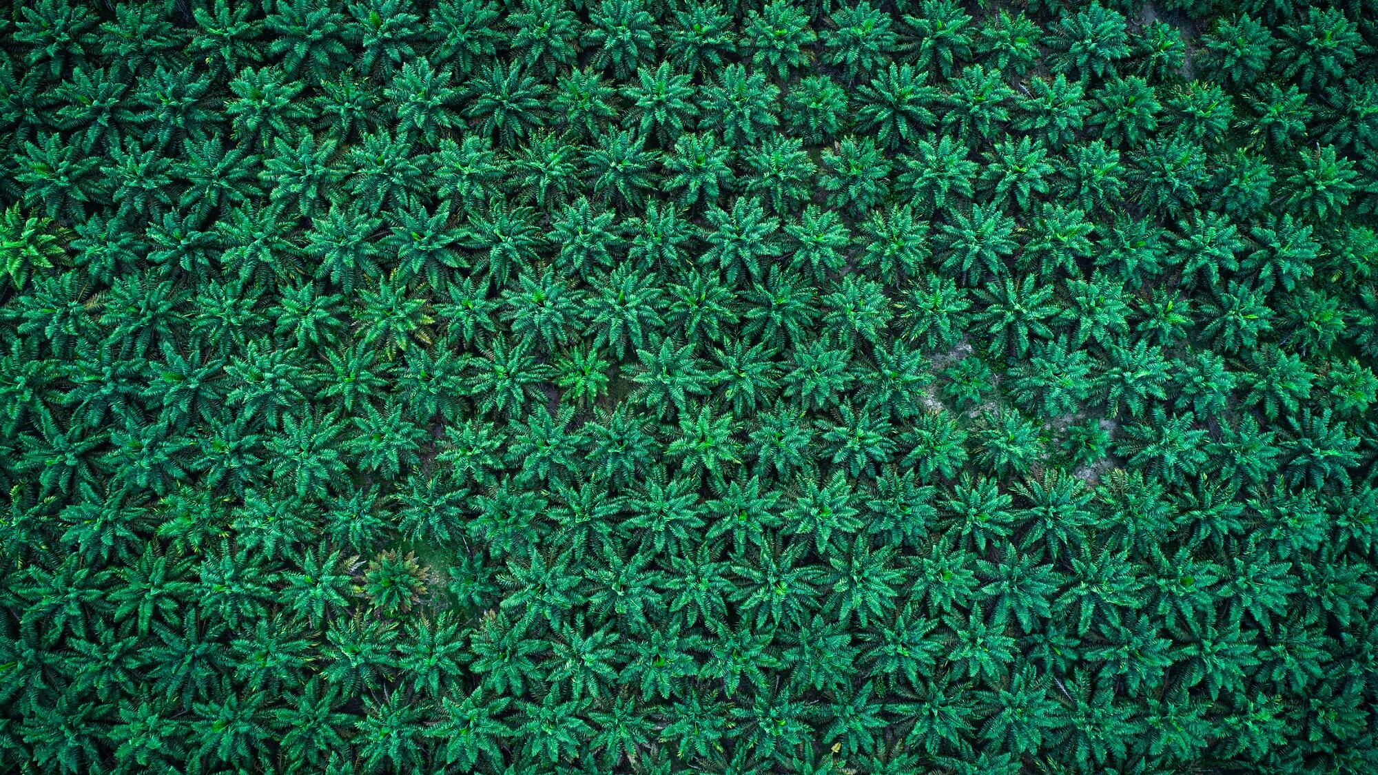 Palm oil company execs discuss supply chain sustainability for cosmetic & PBC products