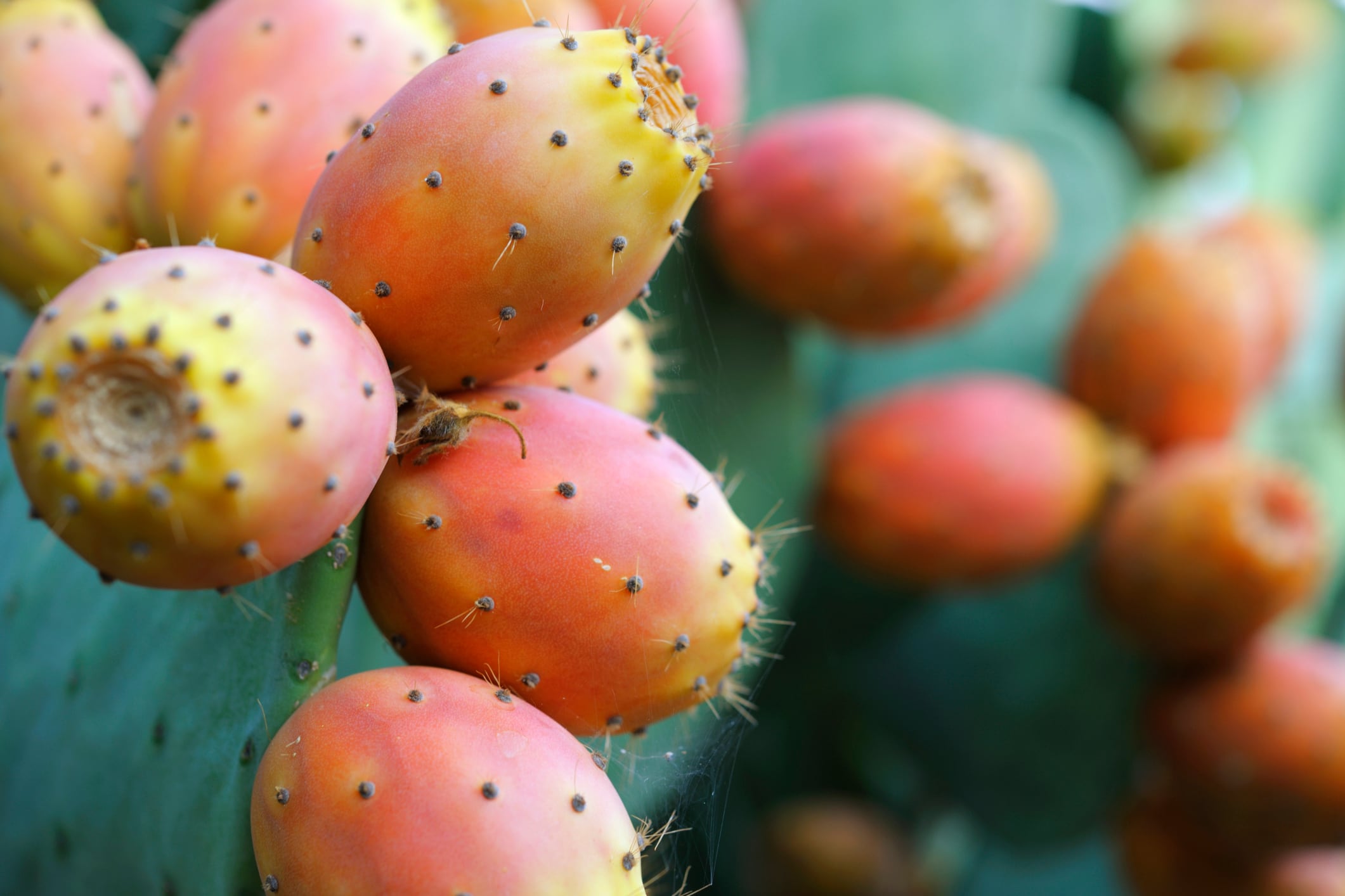 Prickly potential: Antioxidant and antibacterial properties found in prickly pear extract – study