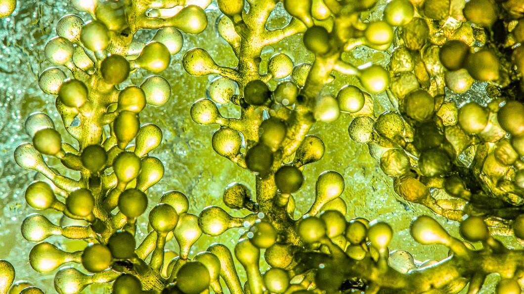Tapping-into-fruits-vegetables-and-plants-as-alternative-sources-of-water.jpg