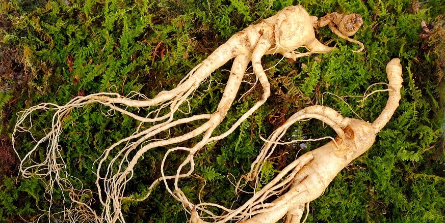 Immunity boosters: Need to reinforce skin defences driving demand for microbiome, adaptogens in beauty