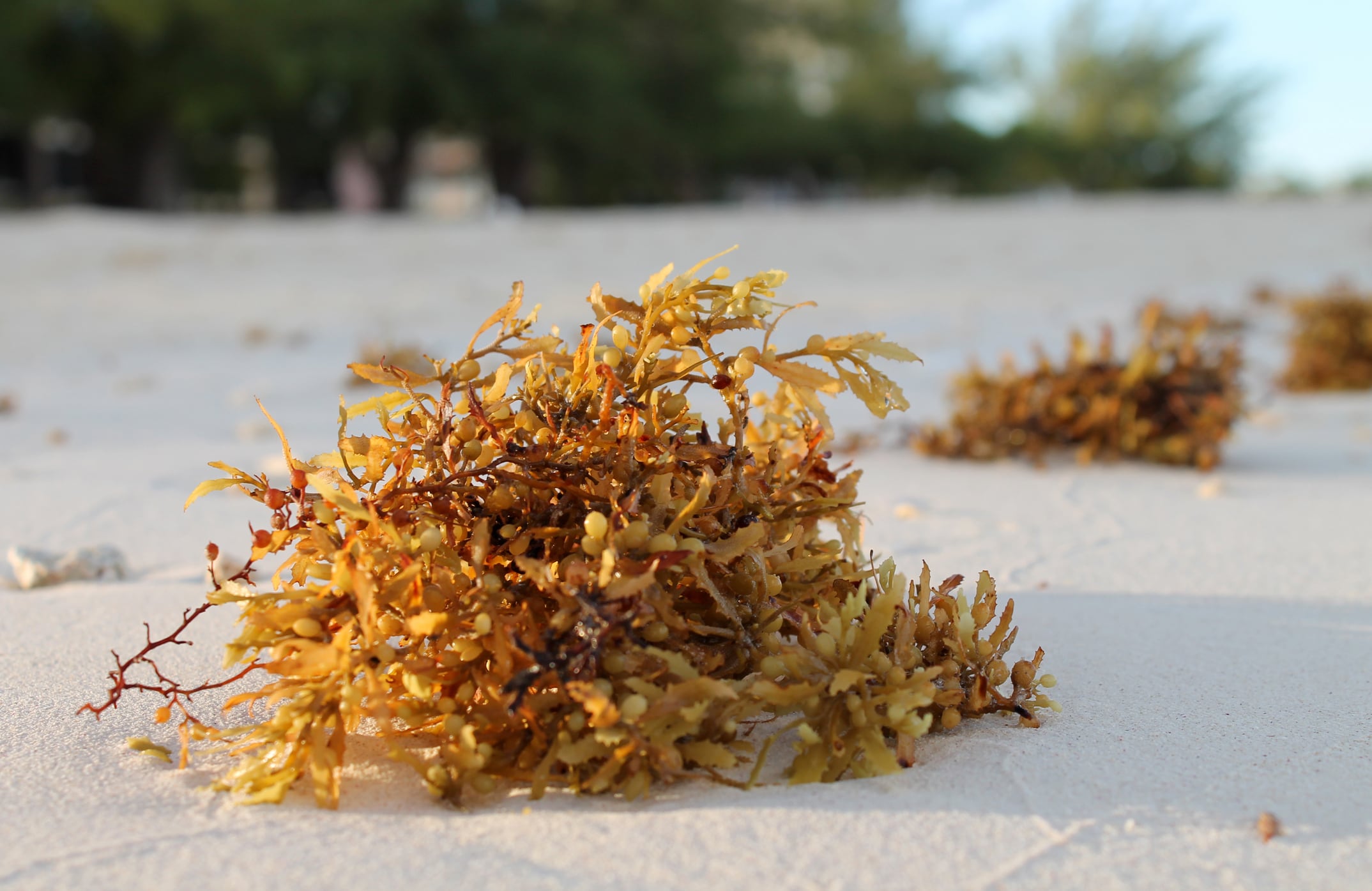 Marine-derived compound exhibits promise for anti-inflammatory skin care: China study