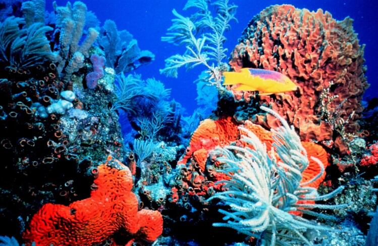 fragrance-coral.jpg