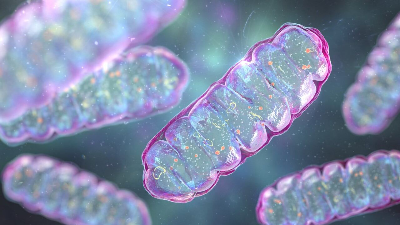 “To recycle and rejuvenate mitochondria”: Longevity takes the spotlight with L'Oréal's investment in Timeline