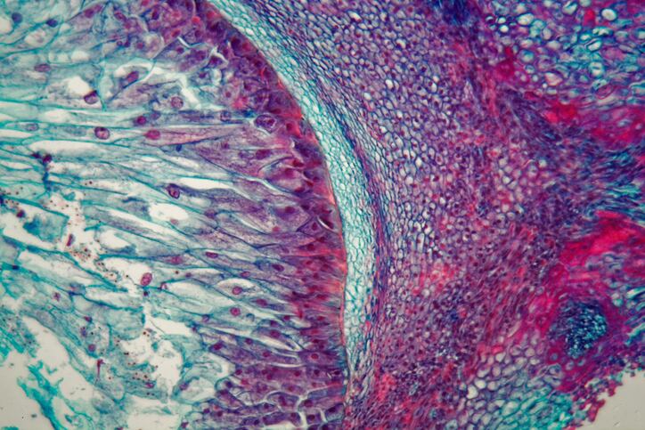 The surge of the decade? Reflecting on a ‘renaissance’ in plant cell culture tech for cosmetics
