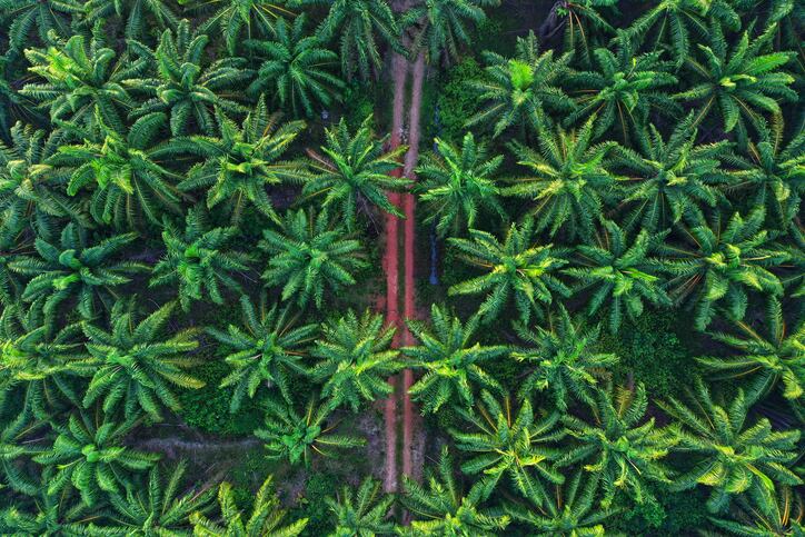 Dive deeper on Kao joining Genomatica venture to scale palm oil alternatives