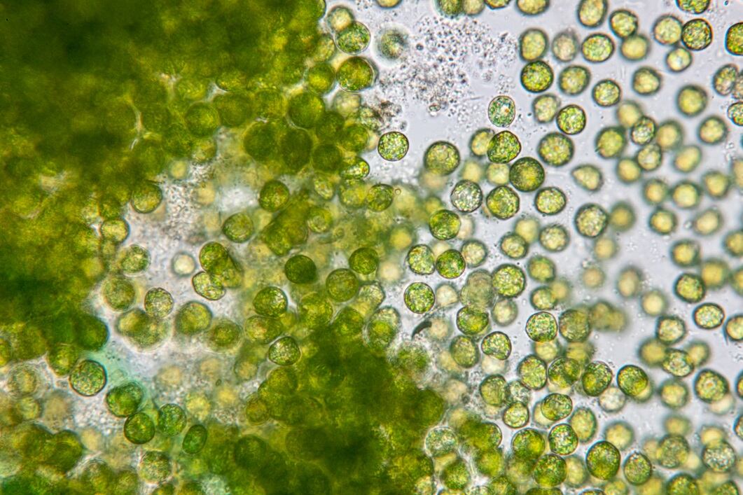 Bio-inspiration: Embracing biomimetics can meet rising consumer demand for high-performing natural ingredients