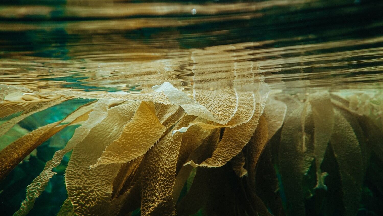 Clariant sees opportunities in Japan for new anti-ageing seaweed active