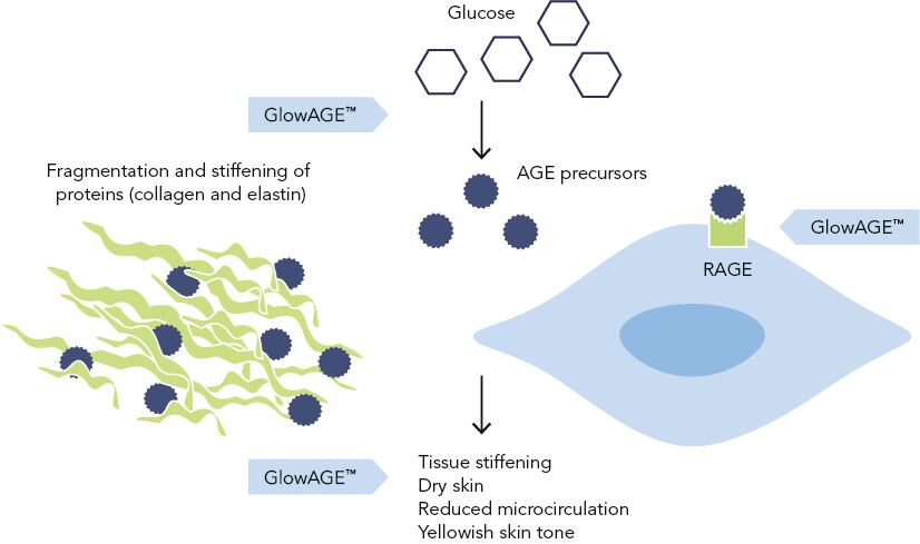 GlowAGE_Tissue_Stiffening_and_Yellowing_of_the_Skin.jpg