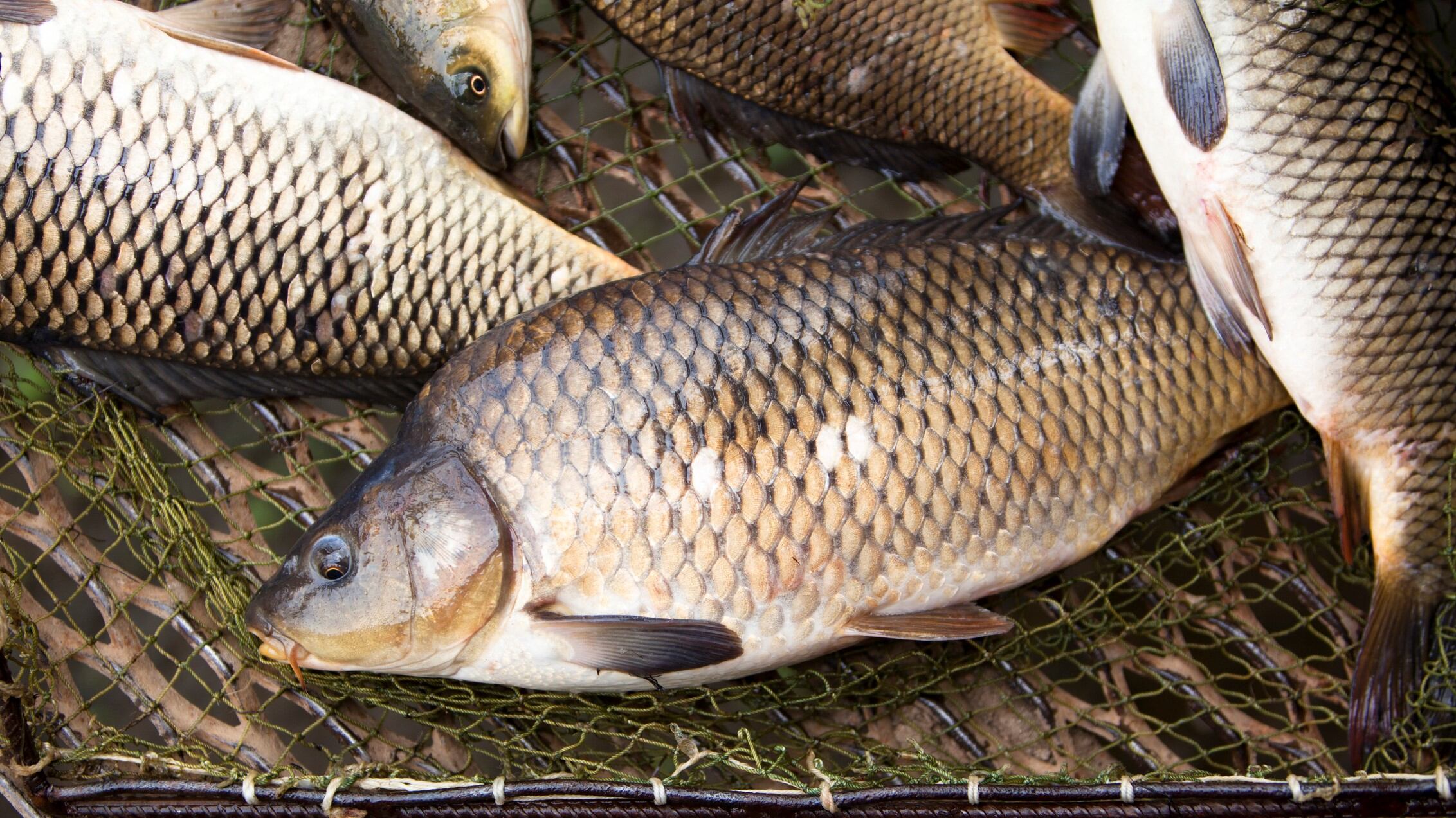 Silver-carp-scale-collagen-found-to-reduce-melanin-production-China-study.jpg
