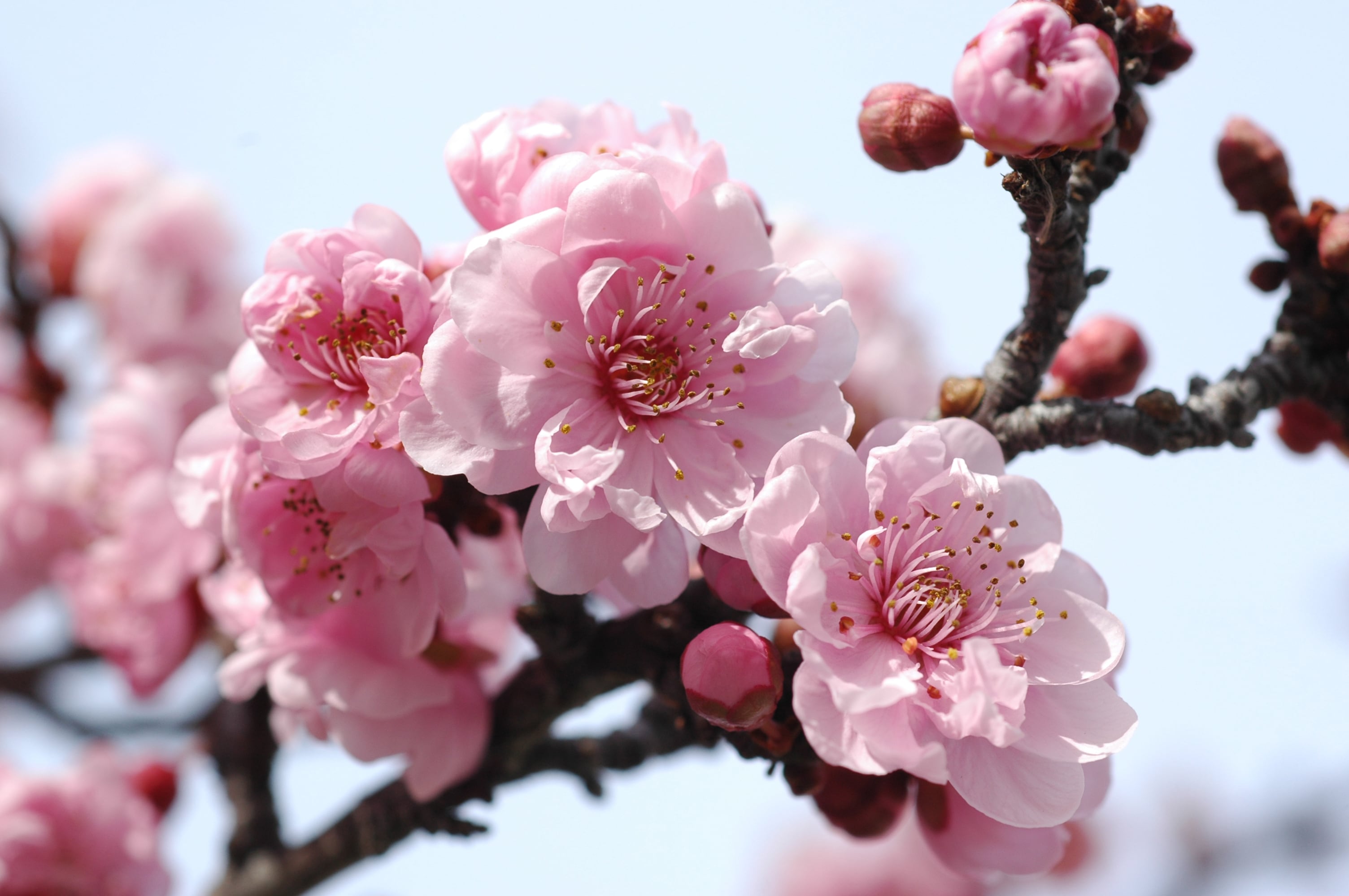 Prunus cerasifera (cherry plum)