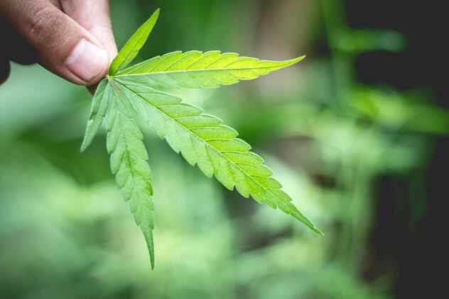 Cannabis-Beauty-without-the-Cannabis-A-big-ingredient-trend-at-NYSCC-Suppliers-Day-2019.jpg