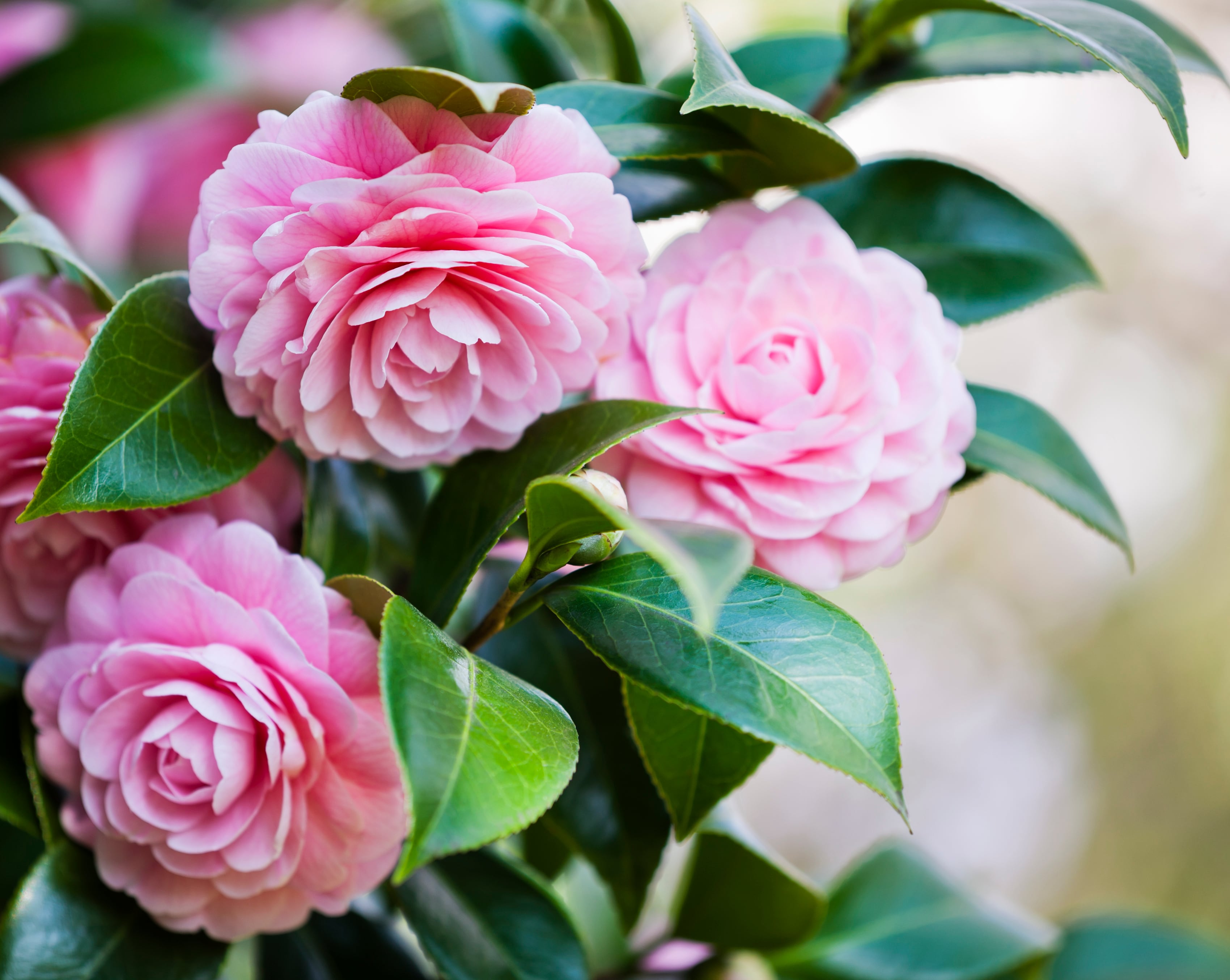 Close up of pink camellia