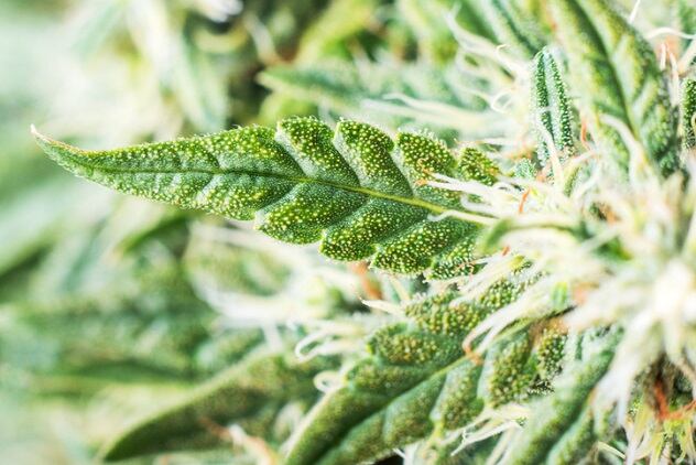 What-you-missed-at-CEW-s-future-of-cannabis-in-beauty-event-with-Saint-Jane-Milk-Makeup-CBD-for-Life-and-JWT-Intelligence.jpg
