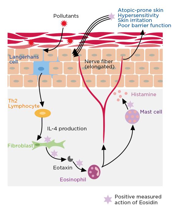 Eosidin-Mechanism-of-action.jpg