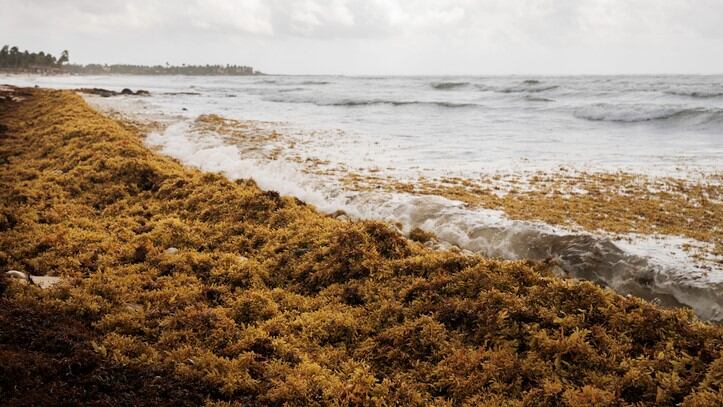 Ocean of opportunity: Taiwan biotech firm ramping up R&D efforts to push the potential of fucoidan