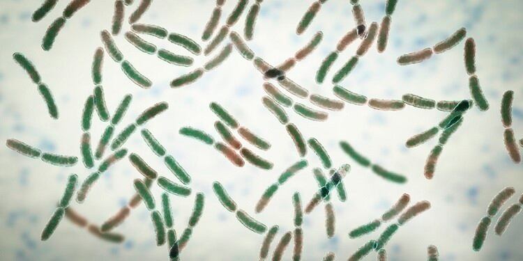 Microbiome and skin ageing: Postbiotics in beauty hold potential for new product development