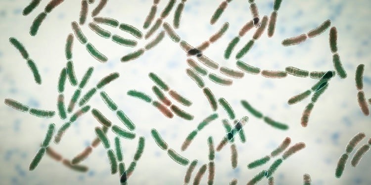 Microbiome and skin ageing: Postbiotics in beauty hold potential for new product development