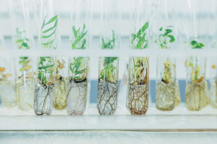 biotech_biotechnology_plants_laboratory_lab_science_R-D_ingredients_rawmaterial_sustainable_technology.jpg
