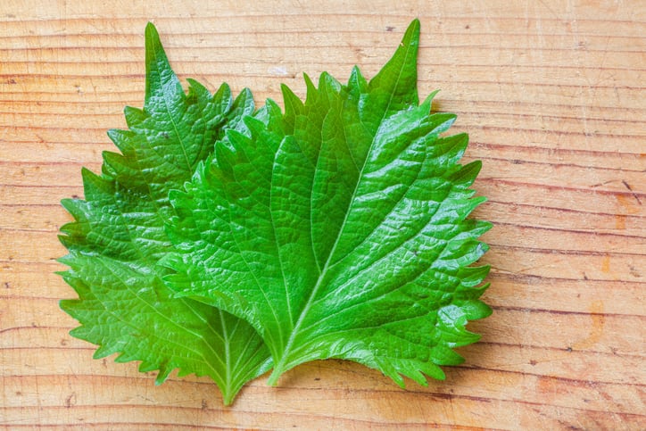 Perilla potential: Cosmeceutical ingredient improves elasticity and prevents hyperpigmentation – Study