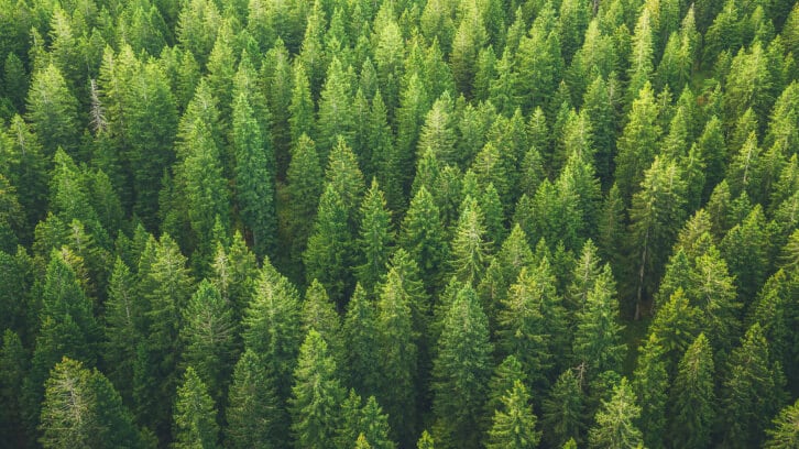 IFSCC exclusive: Plant endophytes as a potential new and sustainable microbiome skin care ingredient