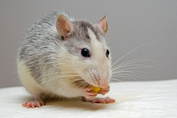 China-s-compulsory-animal-testing-for-cosmetics-may-take-more-than-five-years-to-stop.jpg